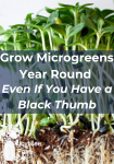 sunflower microgreens