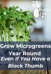 sunflower microgreens