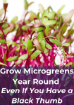 beet microgreens