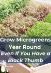 trays of microgreens on a wooden table