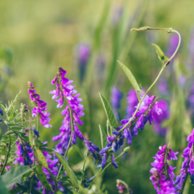 11 Green Manure Crops You Can Grow for Your Garden