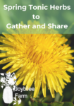 dandelion, a favorite spring tonic herb