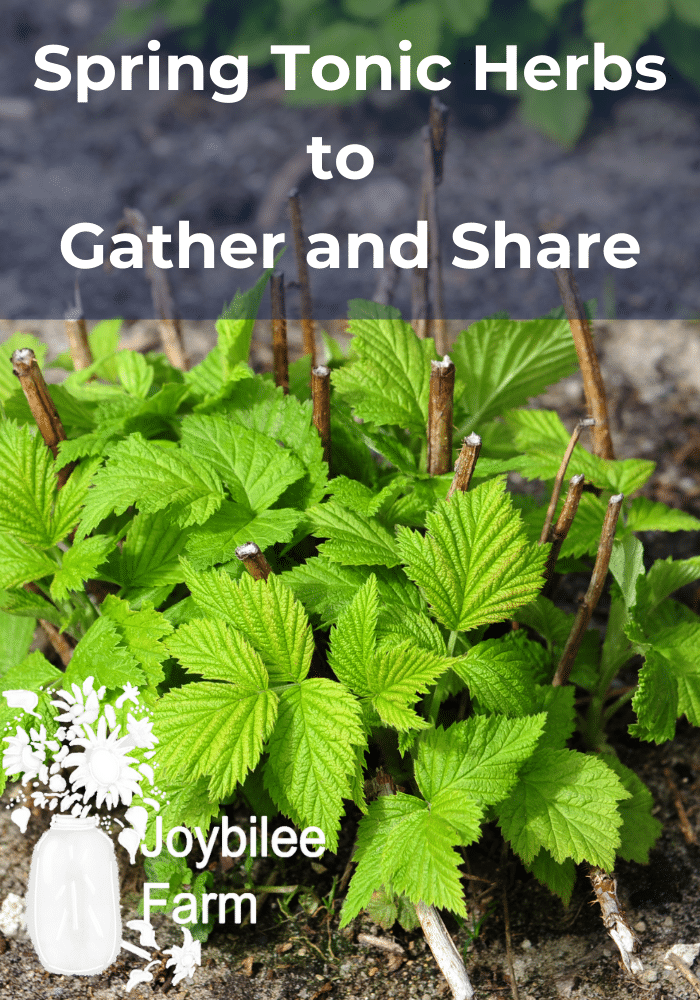 young raspberry shoots, a potential spring tonic herb