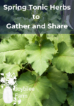 burdock, a spring tonic herb when young