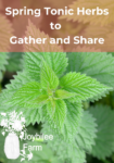 stinging nettle, a spring tonic herb