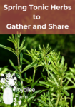 Cleavers, a spring tonic herb
