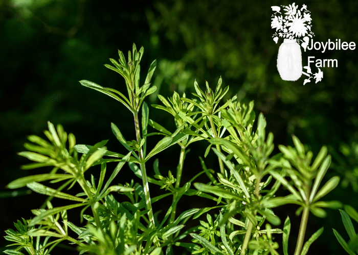 cleavers close up