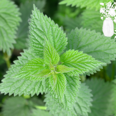 Spring Tonic Herbs to Gather and Share