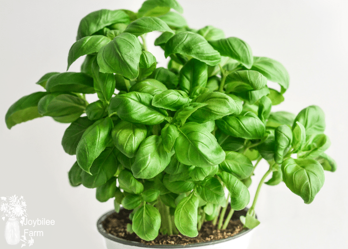 sweet green basil in a white pot