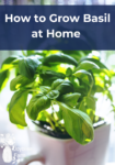 sweet green basil in a square pot