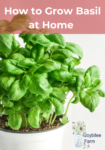 sweet green basil in a white pot