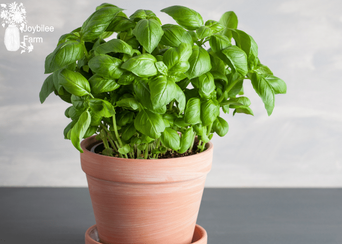 sweet basil in a teracota pot