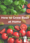 harvested sweet basil with cherry tomatoes on a dark grey background