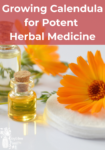 calendula flowers beside small cosemetic oil bottles