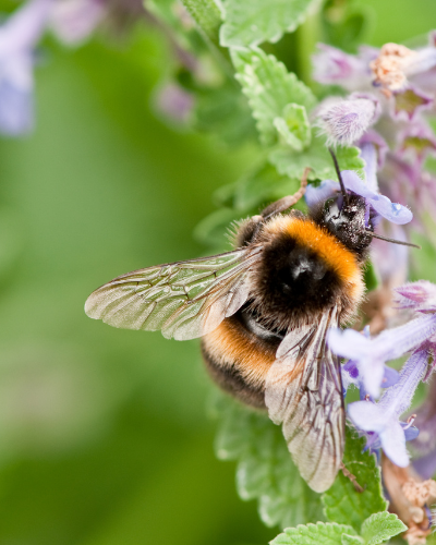 bumble bee on mint type flowers, possibly catnip or catmint