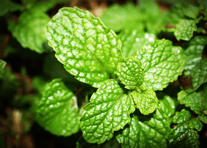 english mint