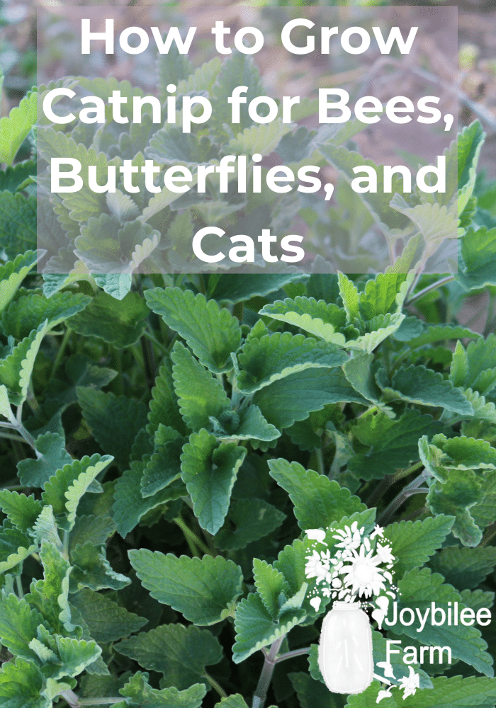 bushy green catnip plant outdoors