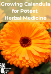 a bright orange calendula flower