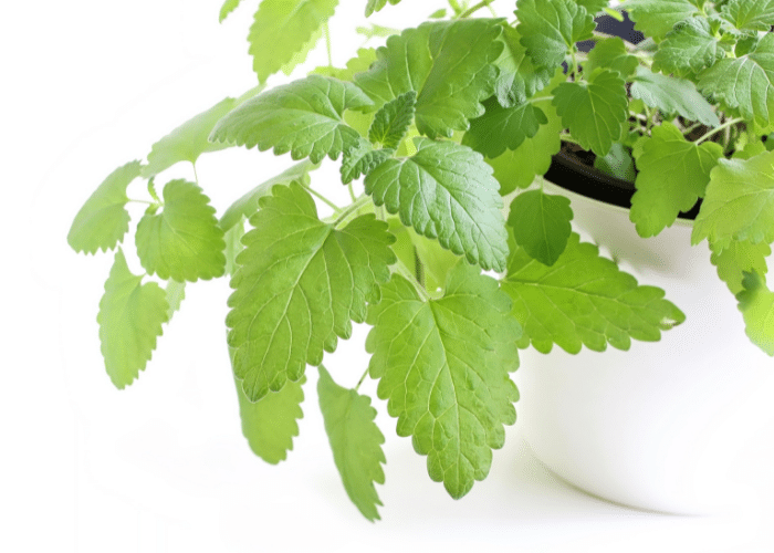catnip plant in a white pot, how to grow catnip