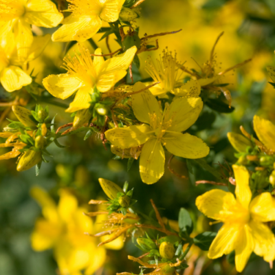 Top 10 Medicinal Herbs to Grow In Your Garden