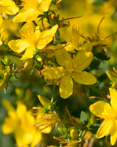 st john's wort