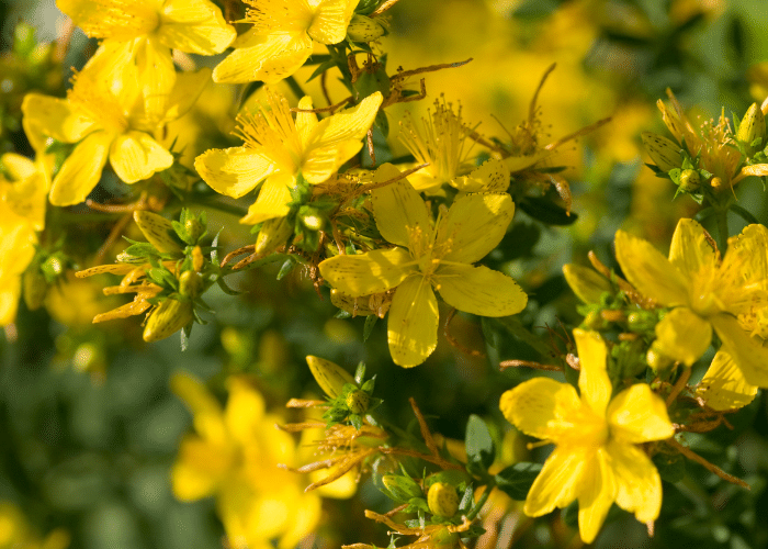 st john's wort