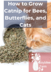an orange taby cat showing interest in dried catnip on a white background
