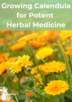 outdoor growing calendula, orange flowers