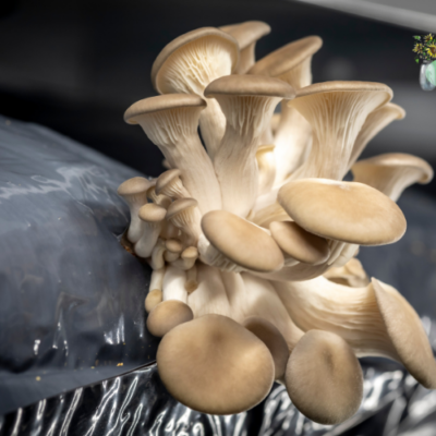 Growing Mushrooms in Coffee Grounds