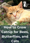 an orange taby cat with a catnip plant in the foreground