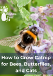 bumblebee on catnip flowers, or catmint