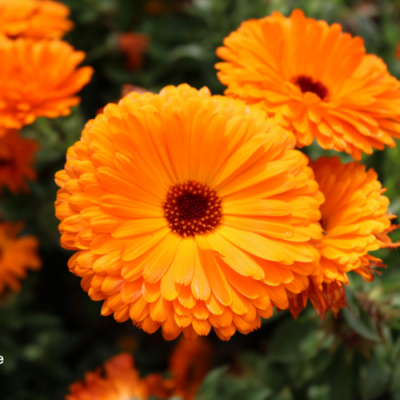 Growing Calendula for Potent Herbal Medicine