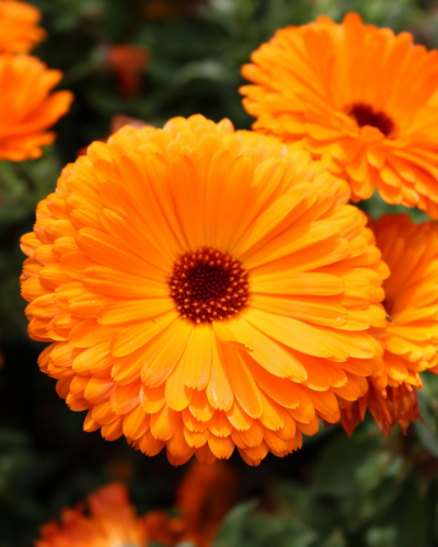 orange calendula flowers on a dark green plant