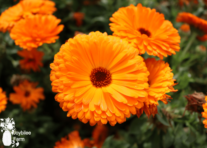orange calendula flowers on a dark green plant