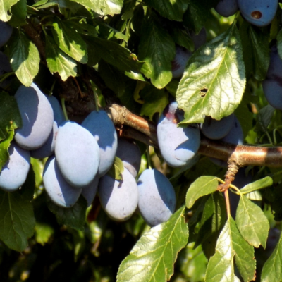 The Easy Way to Make Dried Prunes and Preserve Summer’s Bounty