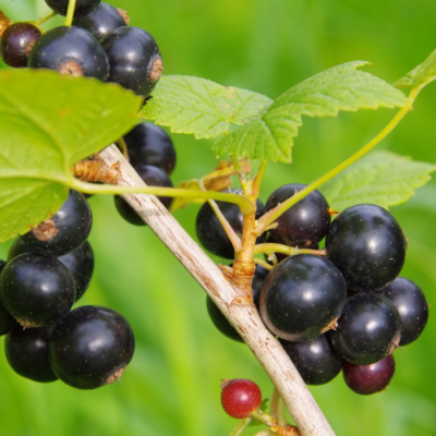 Unique Black Currant Recipes: Black Currant Chutney