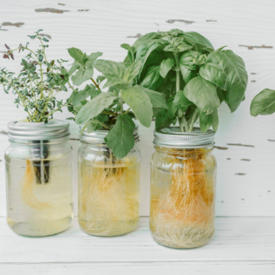 Regrow Vegetables For An Indoor Winter Garden