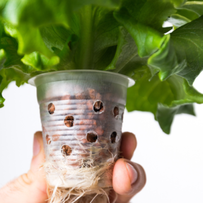 Hydroponic Lettuce for Continuous Salads