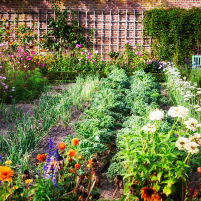 Victory Gardens to Save Money and Provide Food Security