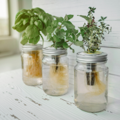 Hydroponic Herb Garden for Growing Herbs Indoors