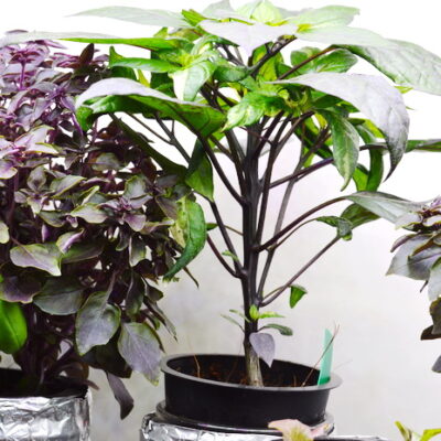 Kratky Hydroponics for Beginners