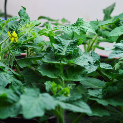 Growing Hydroponic Tomatoes Indoors