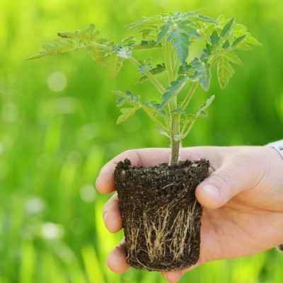 Quick Start Guide to Starting Seeds