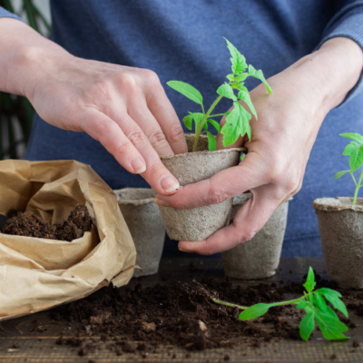 Growing Tomatoes in Pots