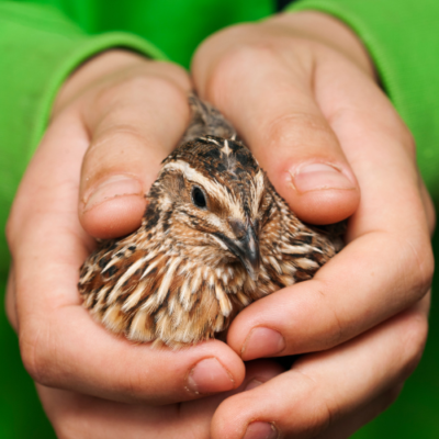 Raising Quail in Your Backyard