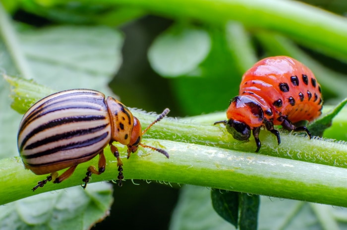 Potato beetle and larva