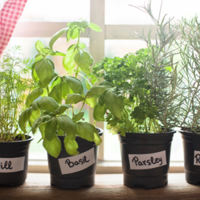Indoor Herb Gardening For Year-Round Flavor