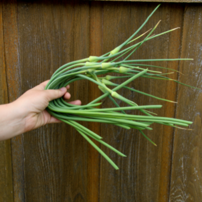 Pickled Garlic Scapes