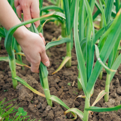 Garlic Companion Plants for Your Garden