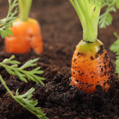 Growing Carrots for Beginners